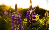 Picture of purple flowers with sun in background