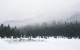 Trees in winter by a lake