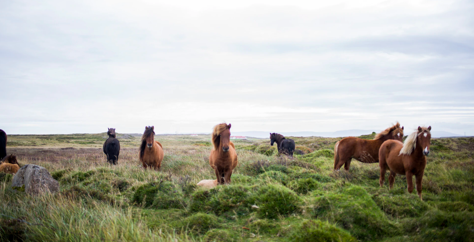 Horses standing in a field staring at the camera