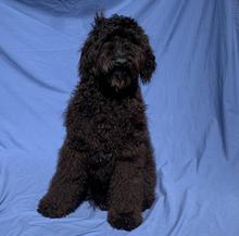 Large black dog with curly sitting for a portrait